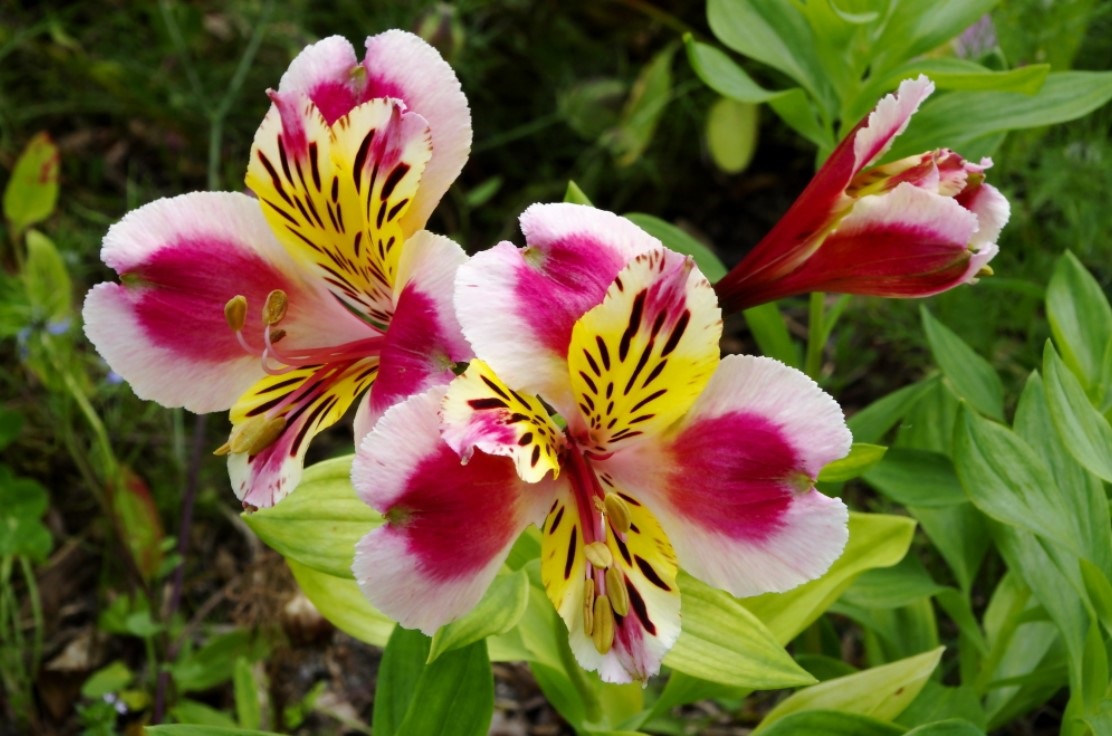 Alstroemeria: A South American Beauty