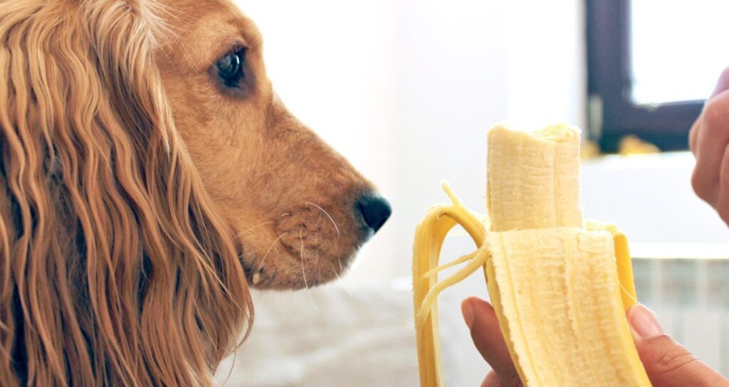 Are bananas toxic to dogs?