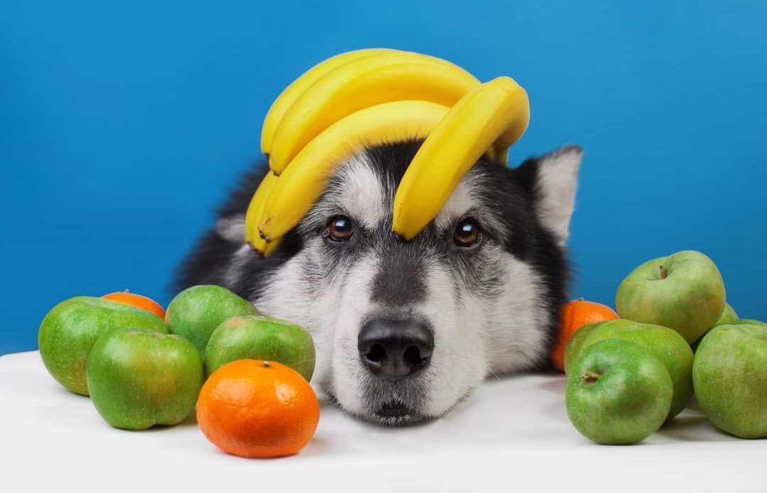 What fruit is toxic to dogs?