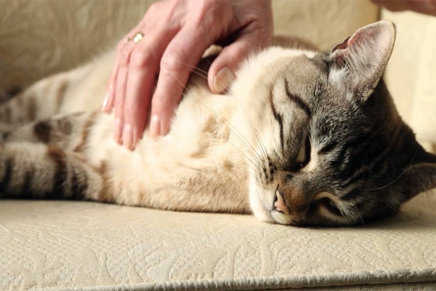 Should you let your cat knead you?
