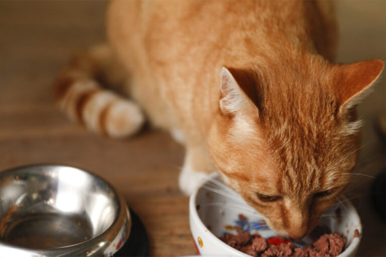 why-your-cat-won-t-eat-and-what-to-do-up-best-home