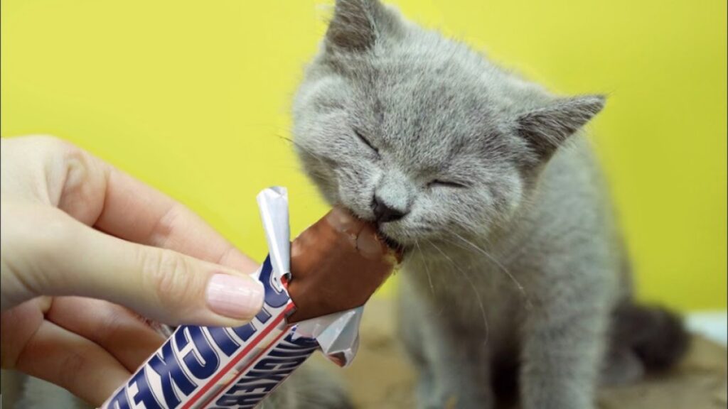 Can Cats Eat Chocolate