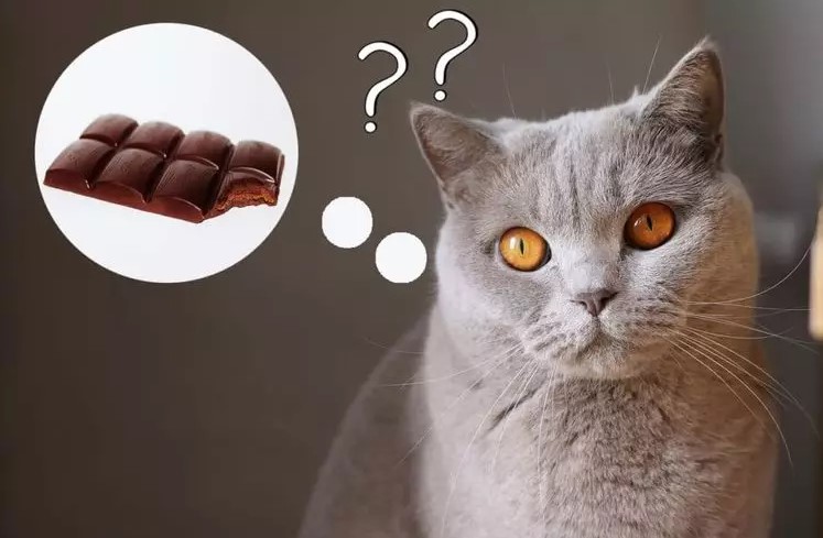 What Makes Chocolate Toxic to Cats