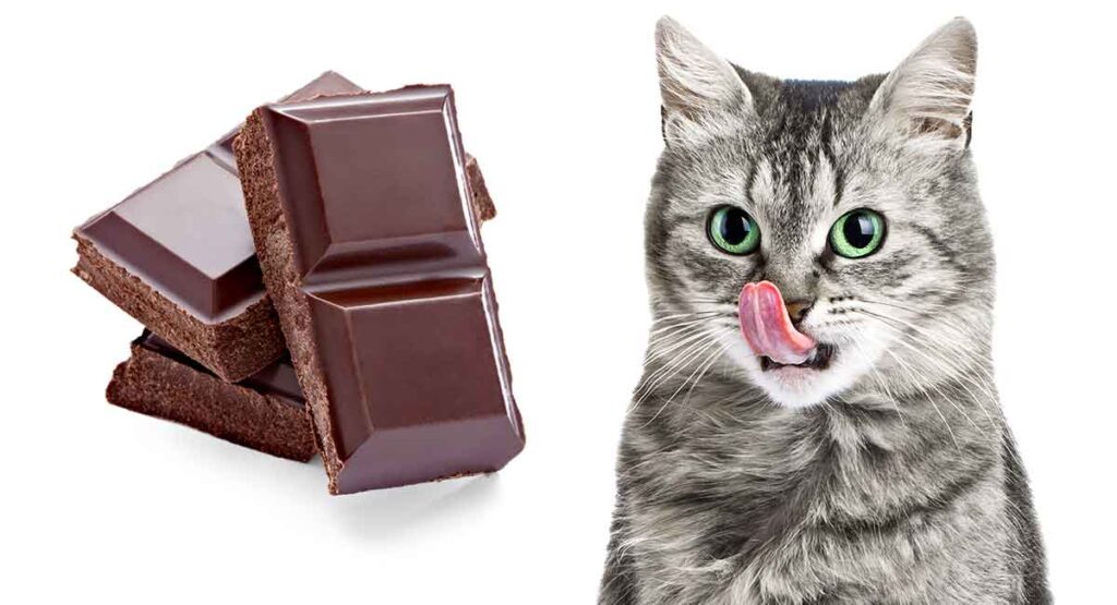 What Should You Do If Your Cat Eats Chocolate?