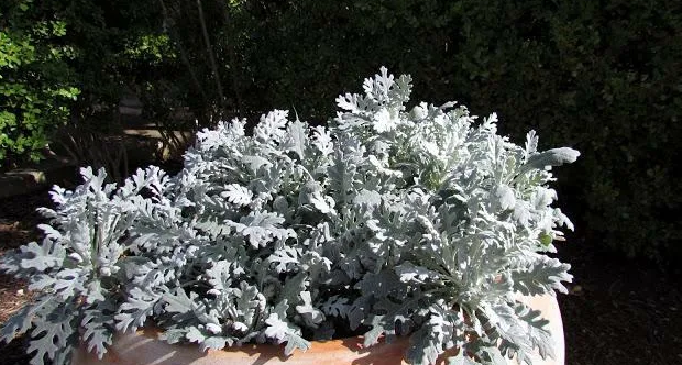 Can dusty miller survive winter?