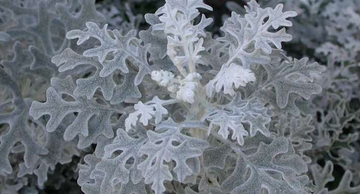 Dusty Miller - Easy-To-Grow Perennial