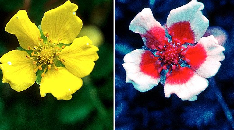 Which Flower Has the Most Color