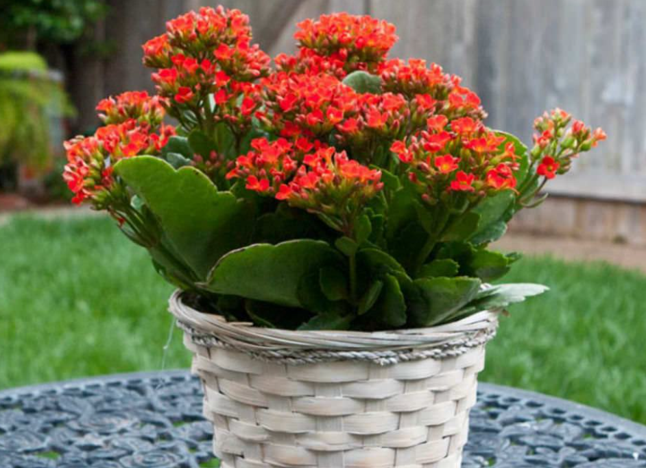 Is Kalanchoe Poisonous to Cats