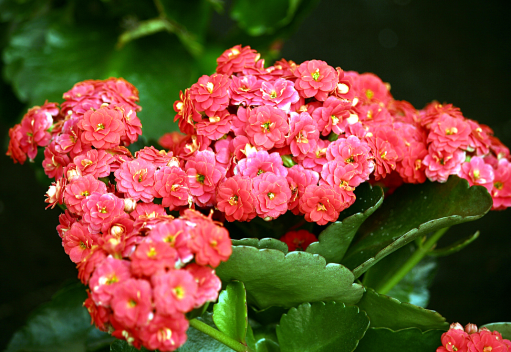 Is Kalanchoe Poisonous to Cats