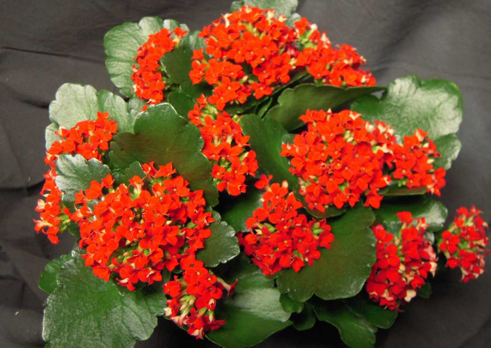 Is Kalanchoe Poisonous to Cats? | Up Best Home