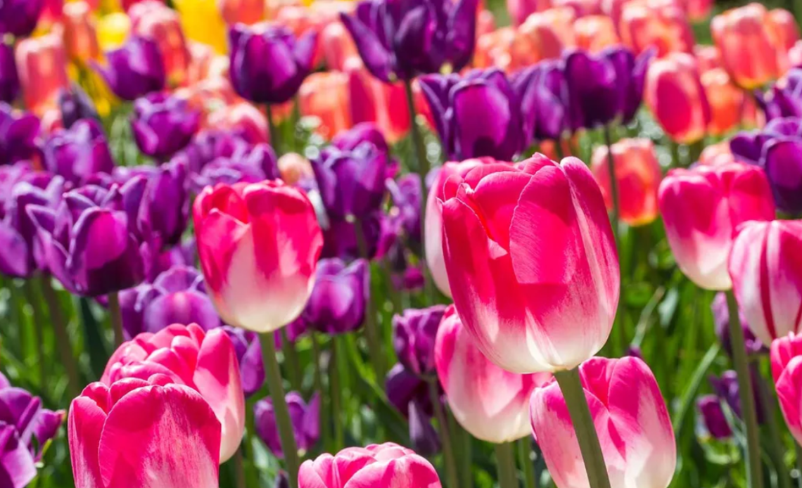 Do tulips bounce back